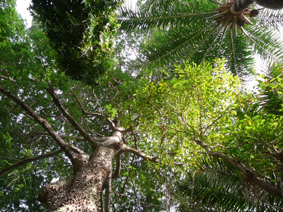 Сейба контрфорсы