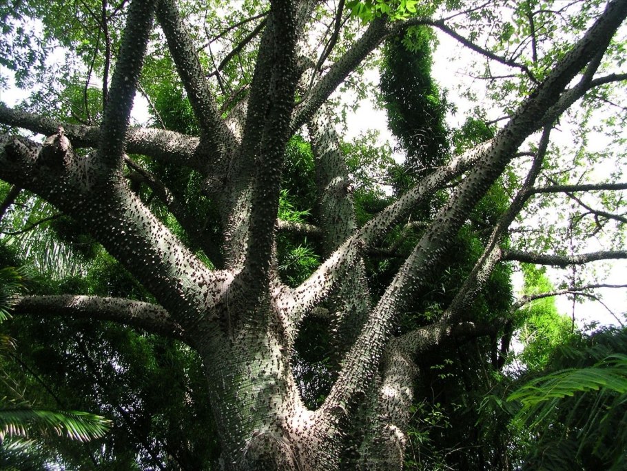 Ceiba speciosa