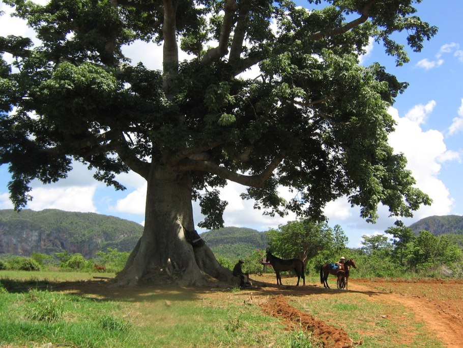 Сейба в Африке