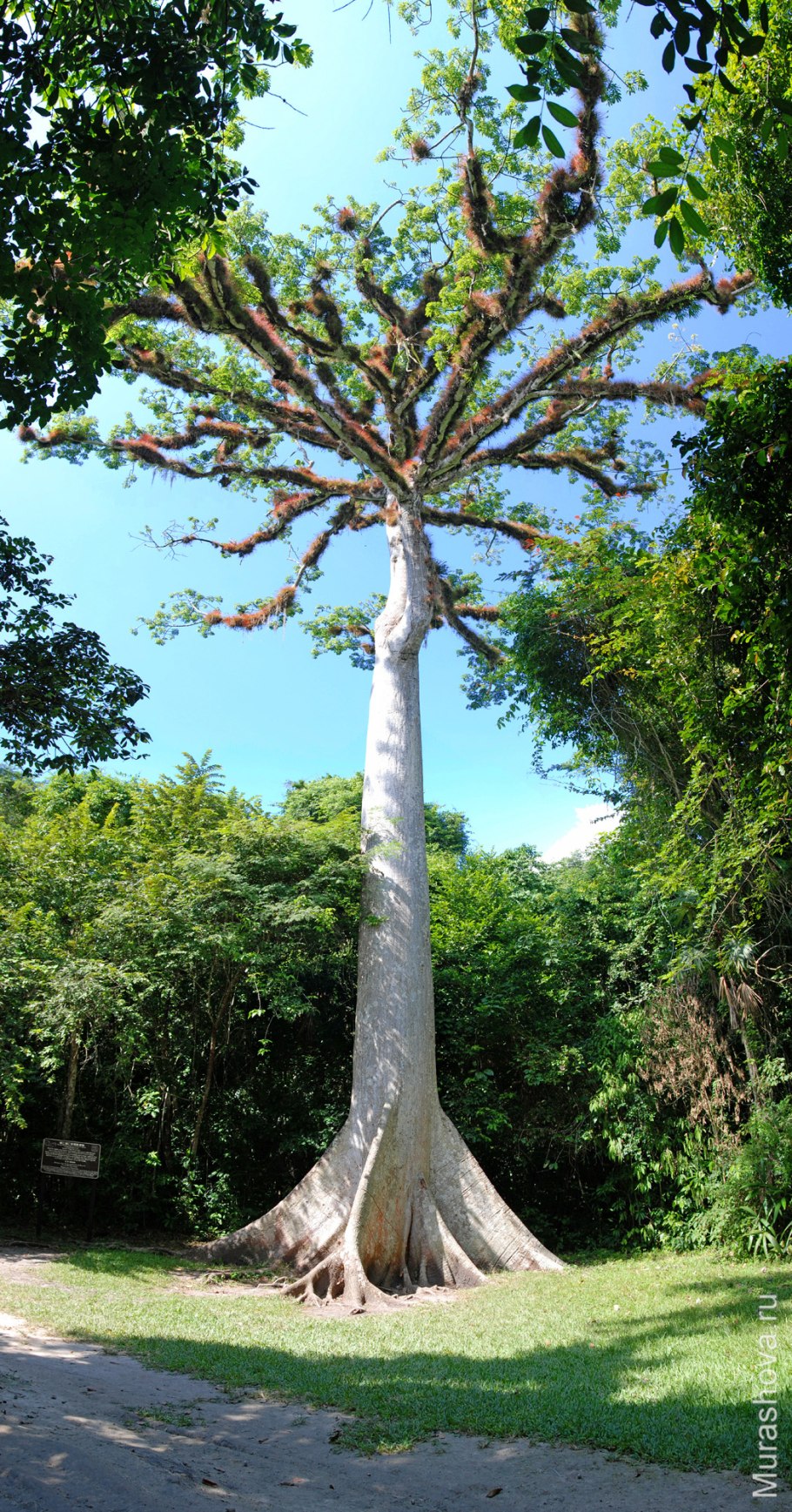 Сейба дерево куба