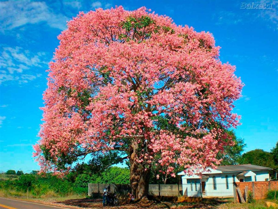 Палисандр жакаранда дерево