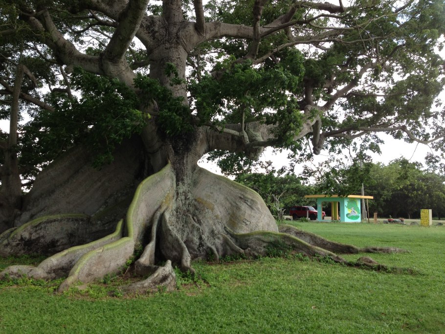 Ceiba tree