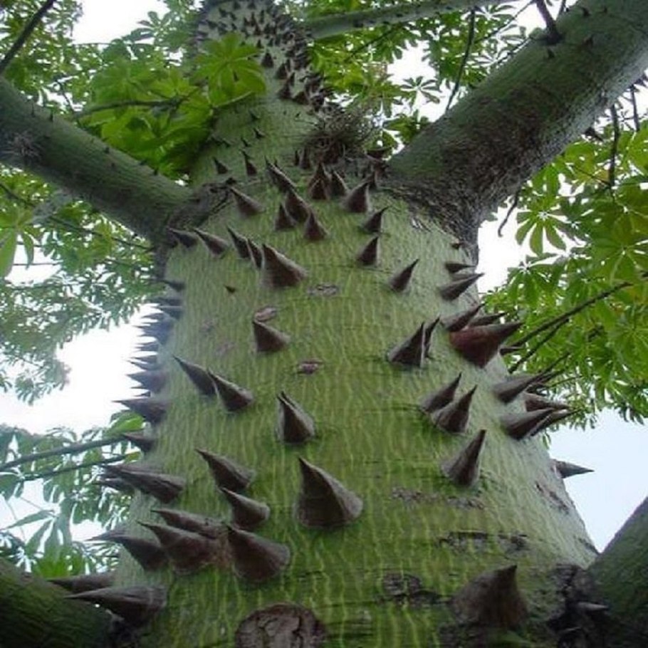 Сейба великолепная