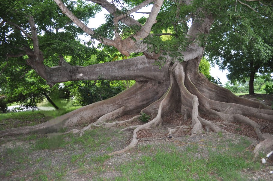Капок дерево