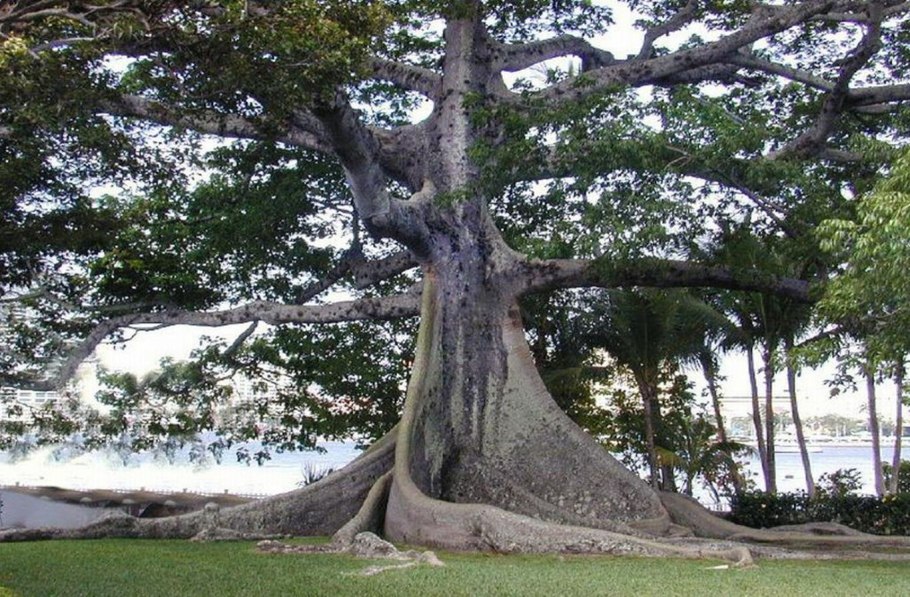 Сейба Спесиоза