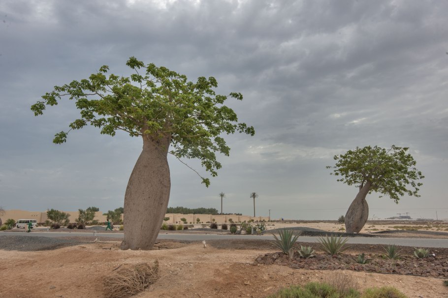 Сейба мелколистная