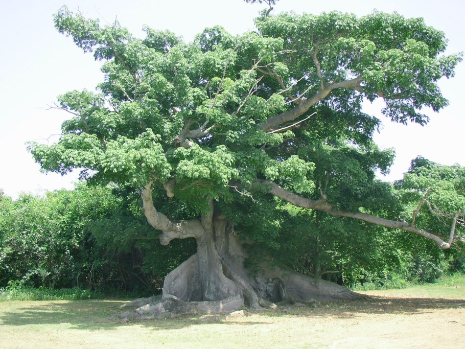 Цветы Сейбы