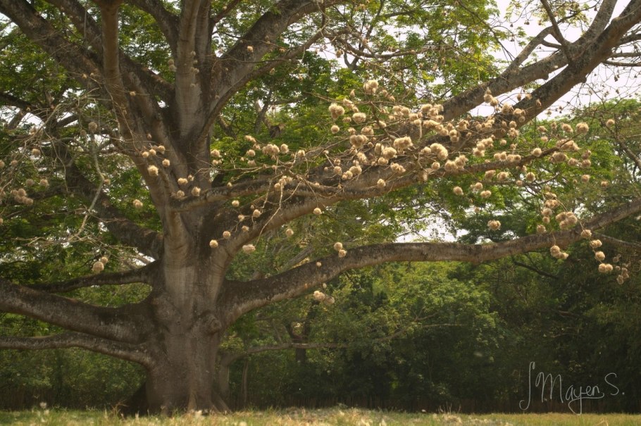 Капок дерево