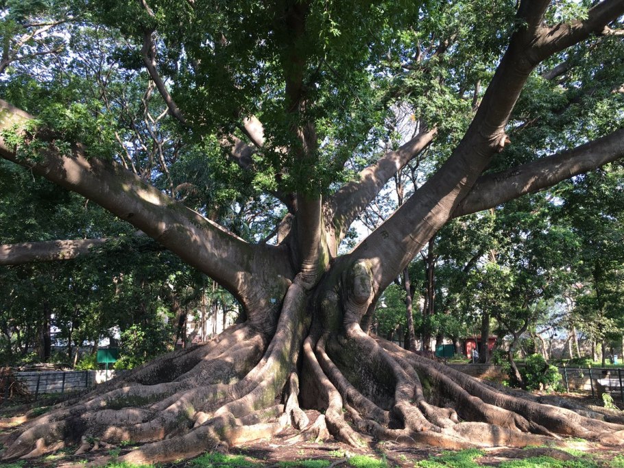 Капок дерево