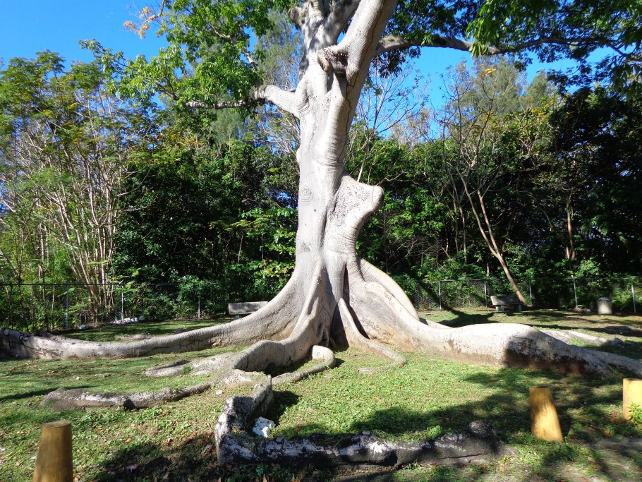 Сейба великолепная