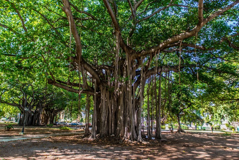 Сейба великолепная дерево