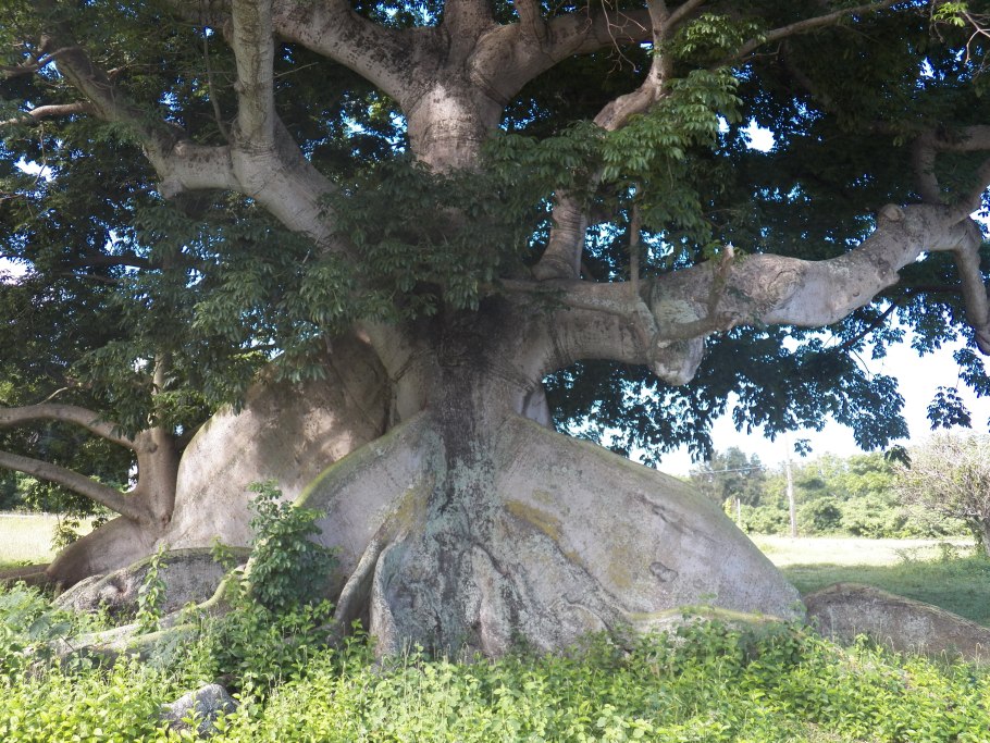 Kapok tree дерево капок