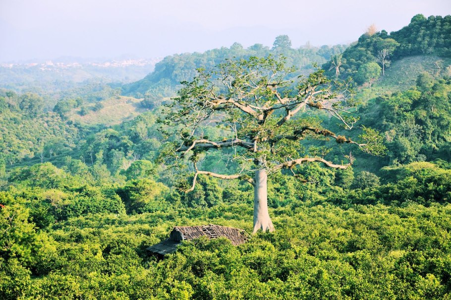Сейба Хоризия великолепная