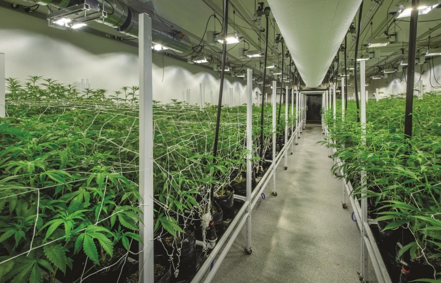 Канабис в теплице