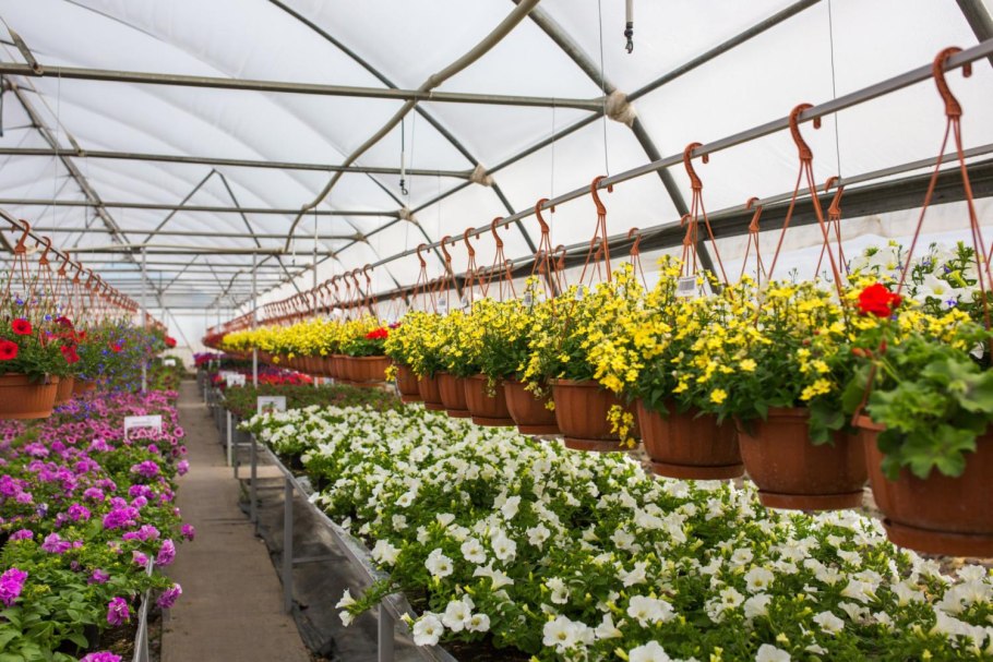 Теплица с цветами