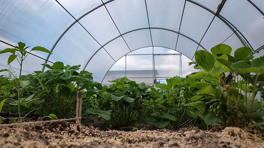 Теплица для клубники