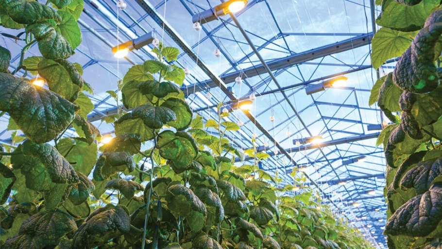 Оранжерея с подсветкой