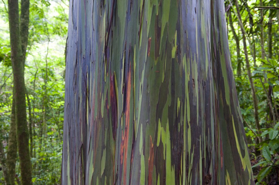 Bark животное