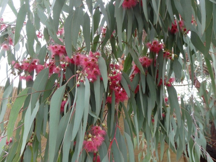 Эвкалипт Myrtaceae