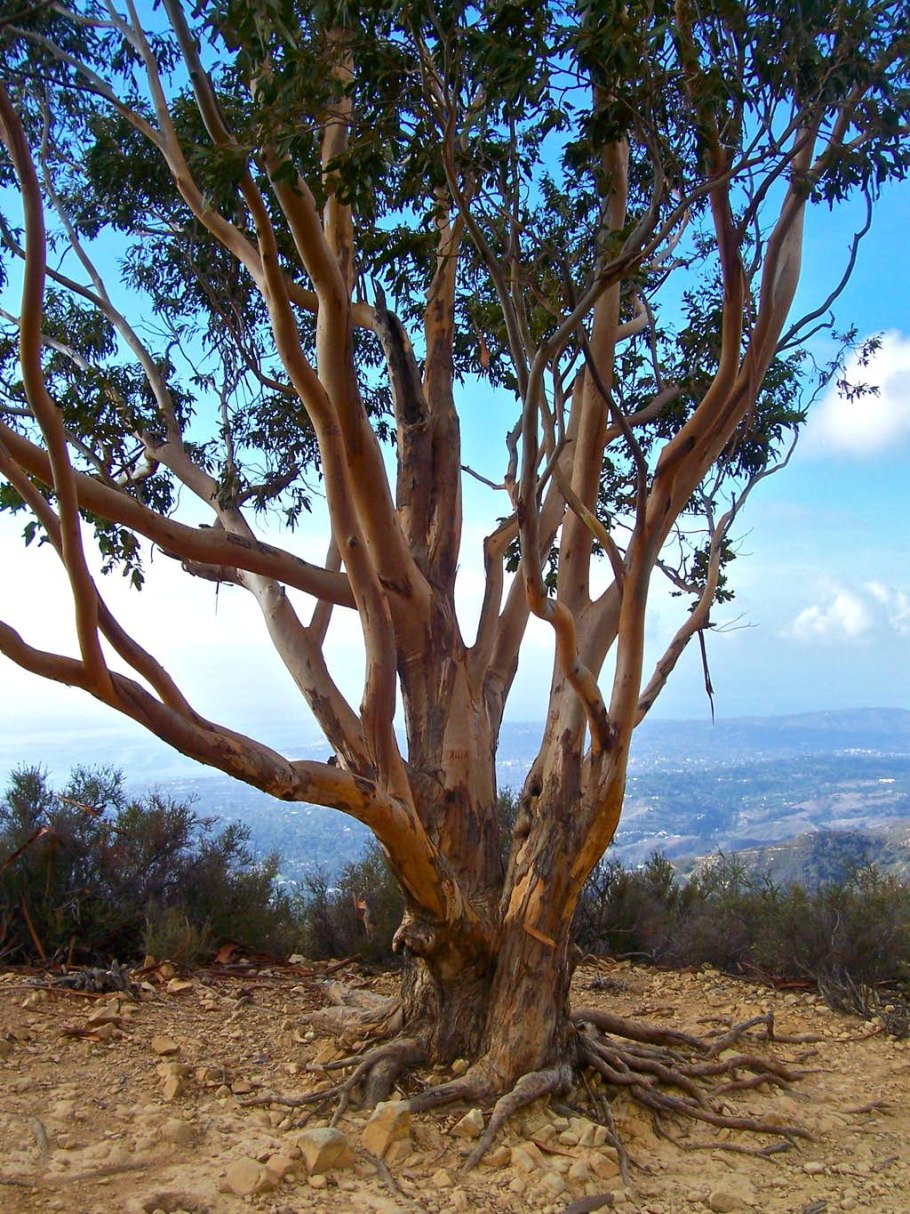 Eucalyptus Sideroxylon rosea