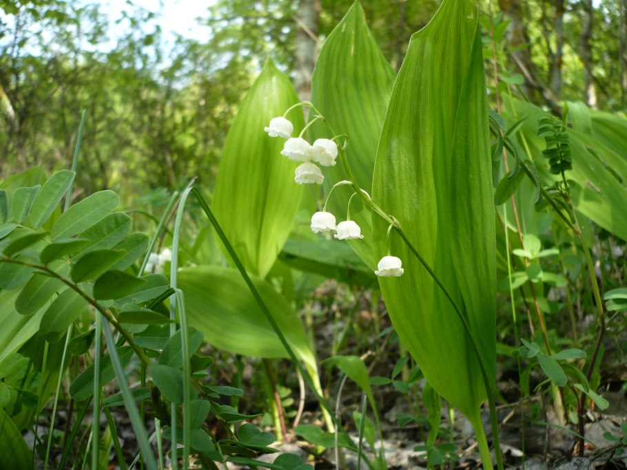 Ландыш майский convallaria majalis