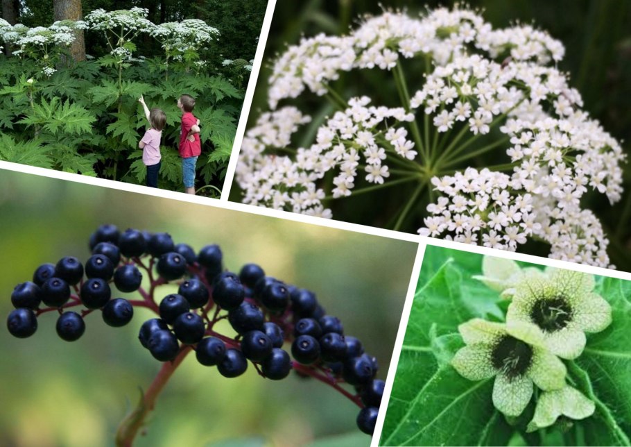 Ядовитое растение