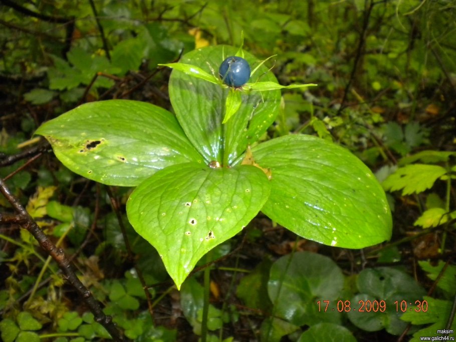 Вороний глаз ядовитое растение