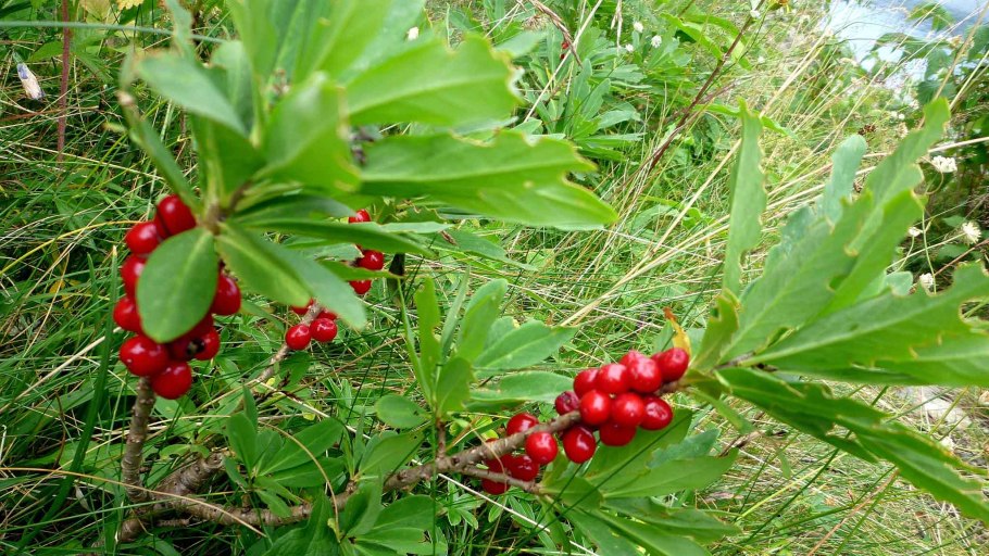 Волчье лыко ядовитое растение