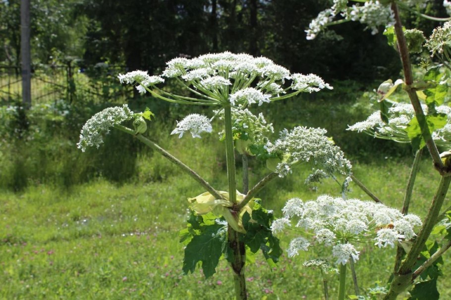Ягода Волчье лыко