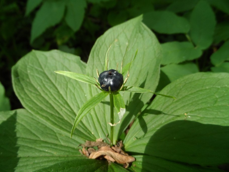 Волчья ягода красная