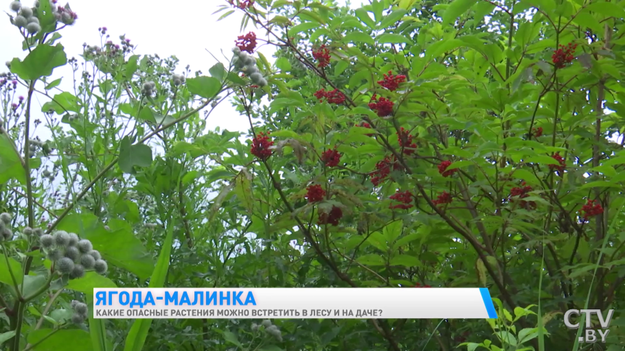 Бузина красная