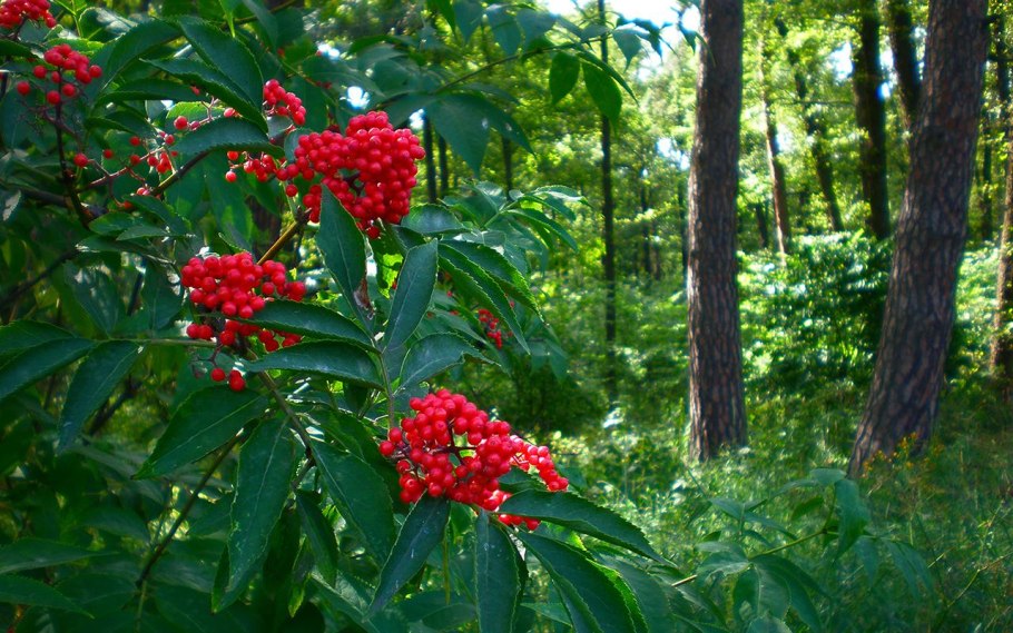 Воронец красноплодный - Actaea erythrocarpa Fisch.