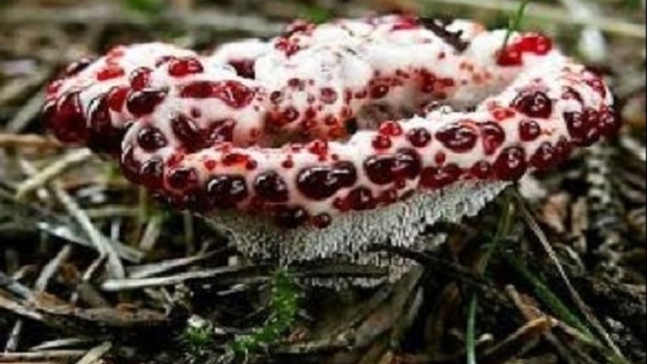 Парис растение Вороний глаз