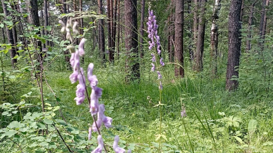 Несъедобные грибы и растения