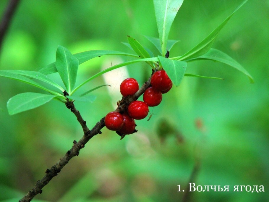 Волчье лыко ягода