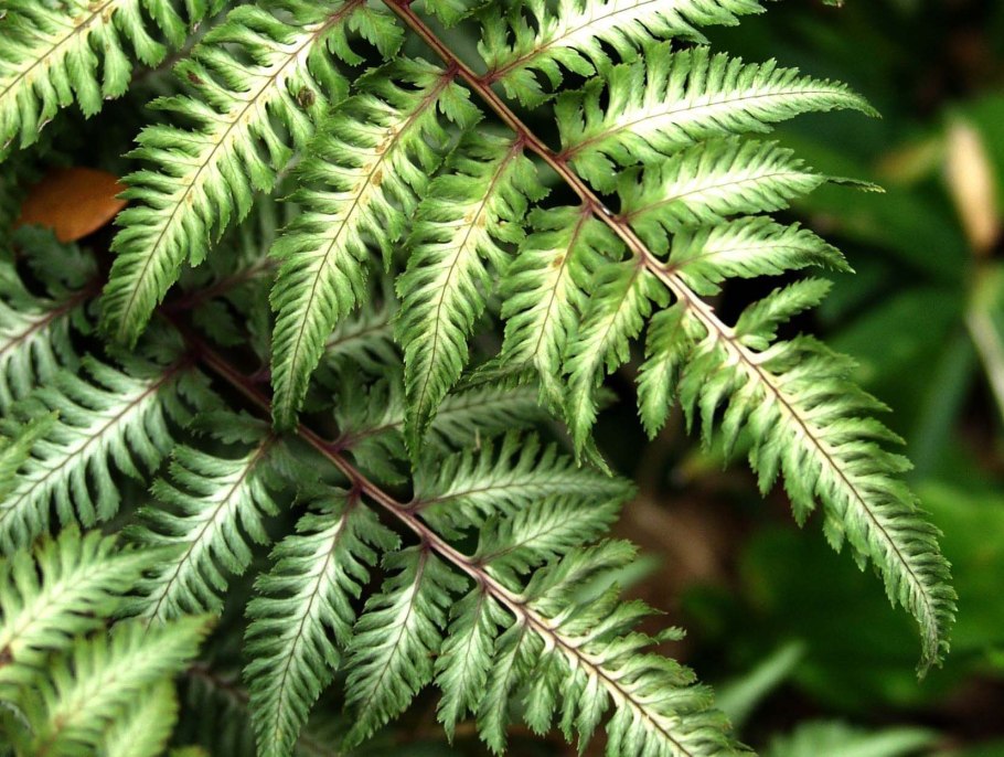 Краекучник куна