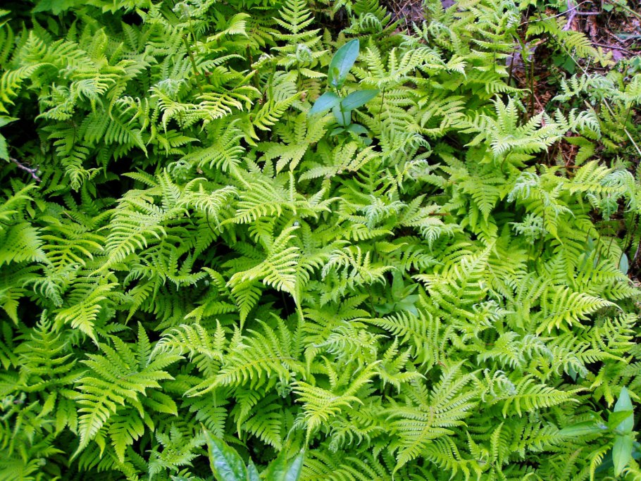 Орляк обыкновенный Pterídium aquilínum (l.) Kuhn ex Decken