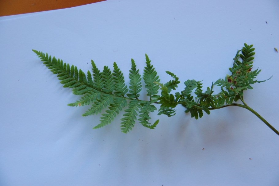 Папоротник птерис