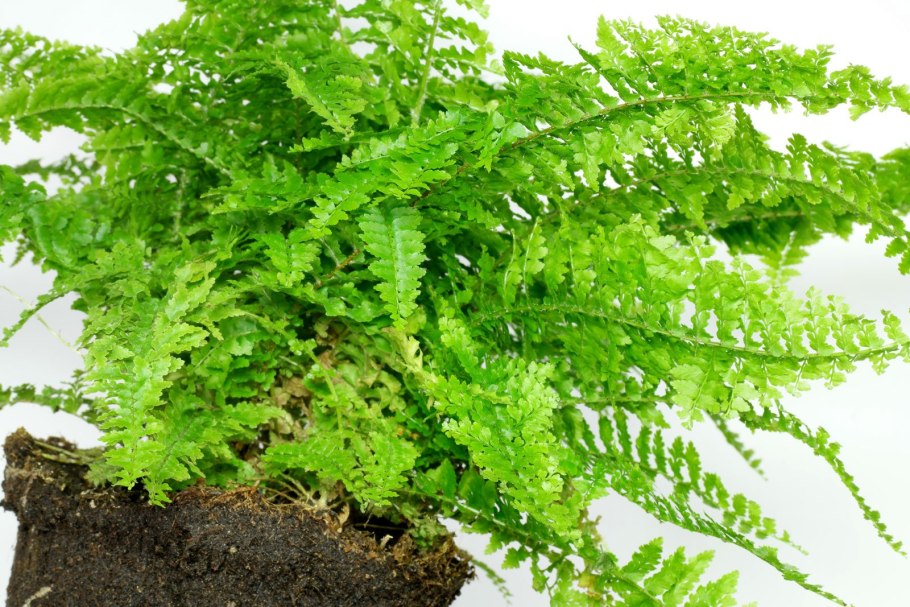 Съедобный папоротник орляк