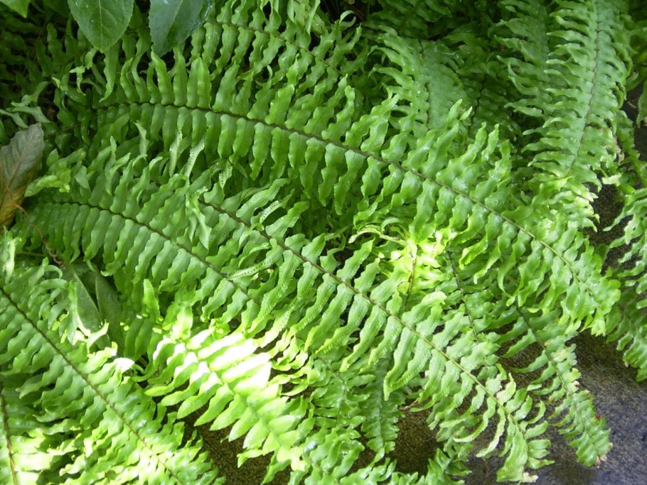 Папоротник нефролепис