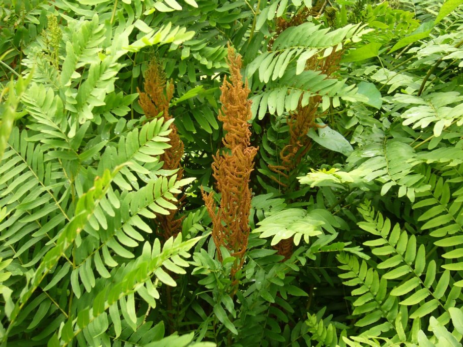 Орляк обыкновенный (Pteridium aquilinum)