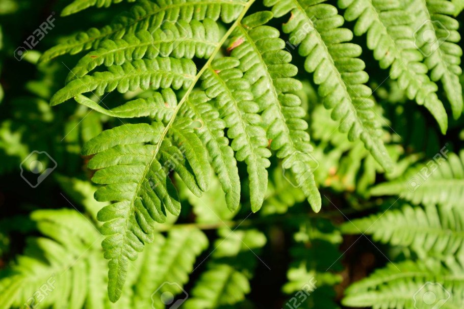 Папоротник punctata