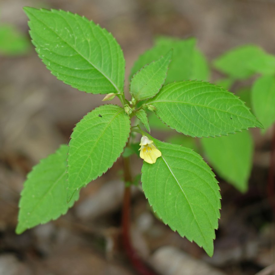 Постенница (Parietaria)
