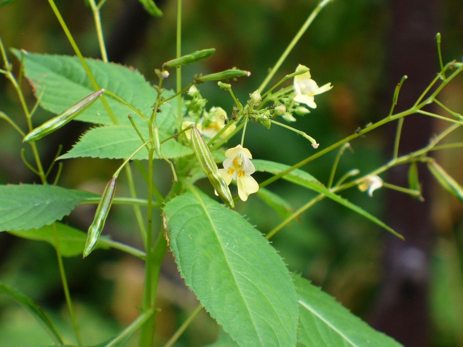 Epilobium parviflorum кипрей
