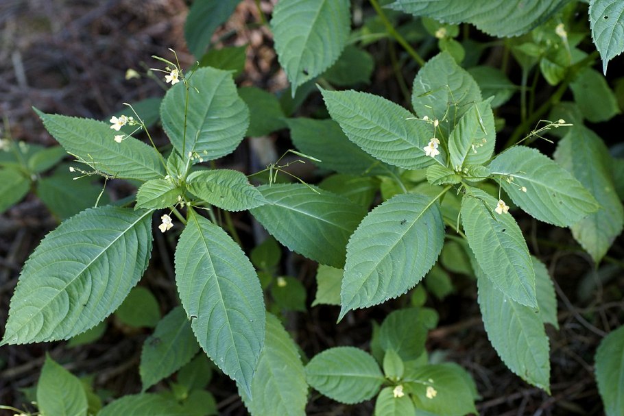 Недотрога мелкоцветковая (Impatiens parviflora)