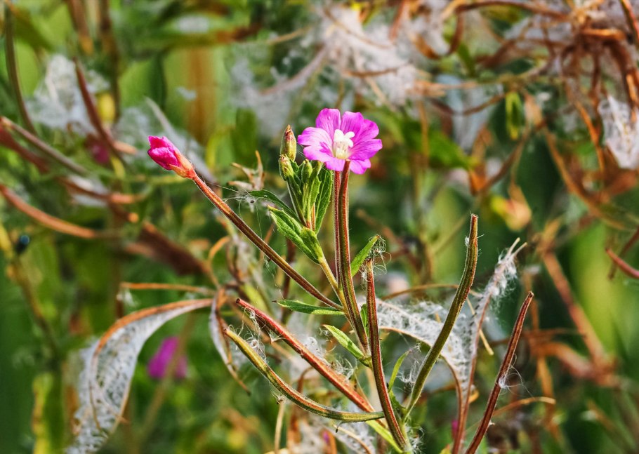 Arborea Dreamplant