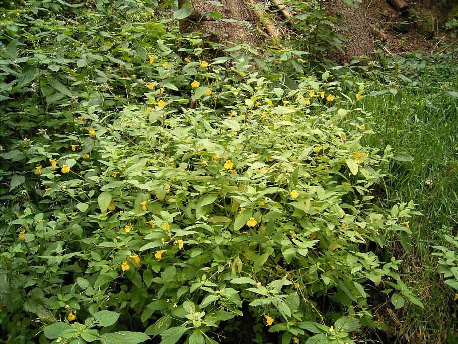 Phlomidoschema parviflorum (bеnth.) Vved.