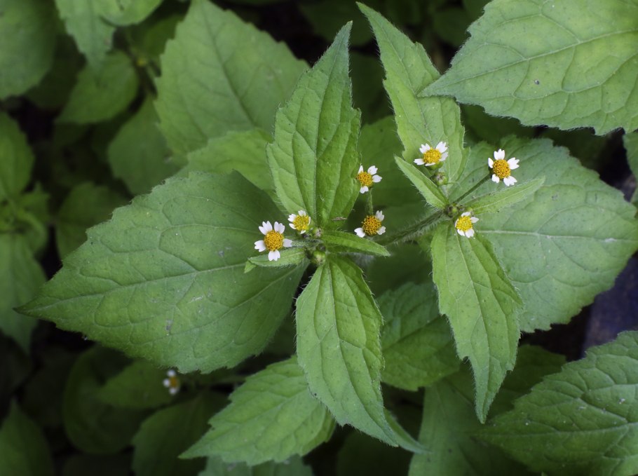 Parietaria