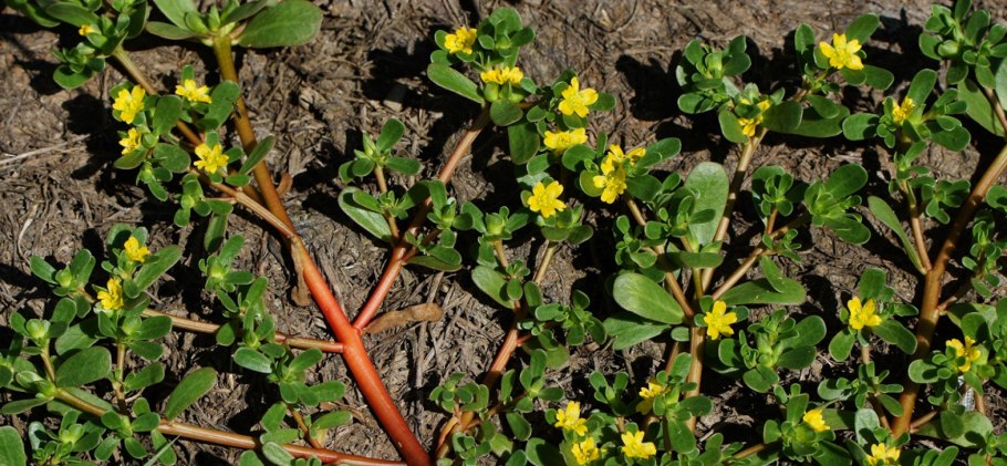 Недотрога мелкоцветковая (Impatiens parviflora)