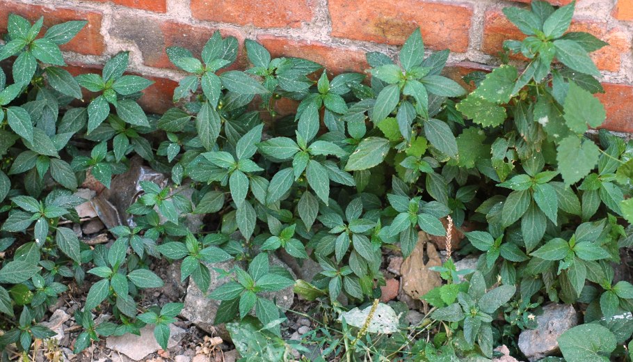 Parietaria Judaica